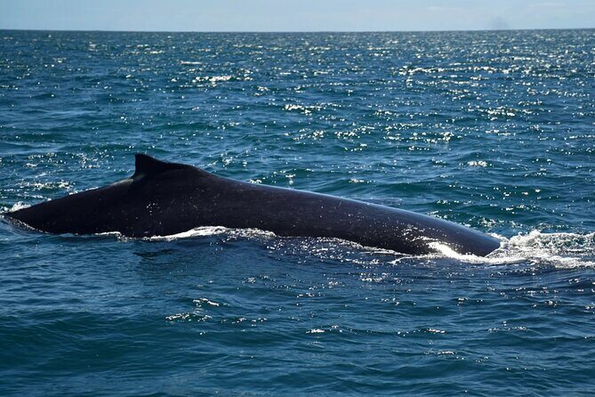 Gold Coast Private Customize One Day Tour - Additional Information & Practical Considerations