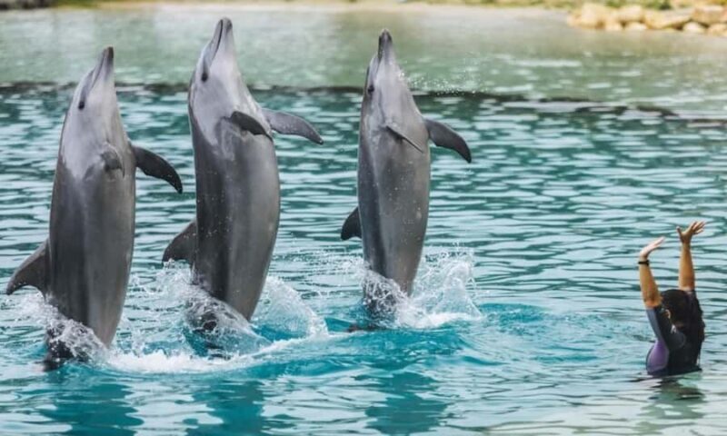 Gold Coast: Sea World Cruise & Entry Combo Ticket - Good To Know