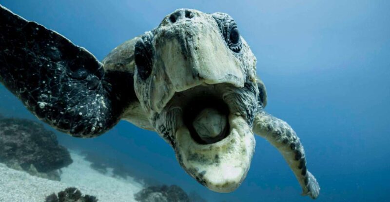 Gold Coast: Snorkel with Turtles - Who Should Consider This Tour?