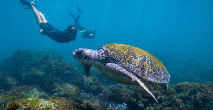 Gold Coast: Snorkeling With Turtles Half-Day Tour - Tour Overview