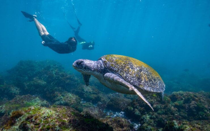 Gold Coast: Snorkeling With Turtles Half-Day Tour - Booking Details