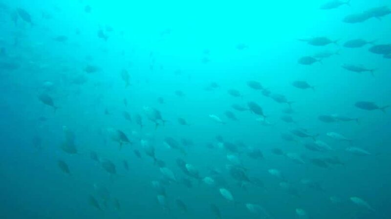 Gold Coast: Snorkelling in Wave Break Island - Who Should Consider This Tour?