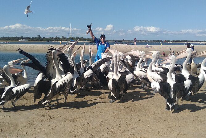 Gold Coast Surfer's Paradise Private Tour from Brisbane - The Sum Up