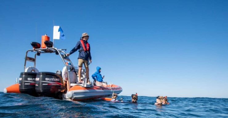 Gold Coast: Swim With Whales - Experience Highlights