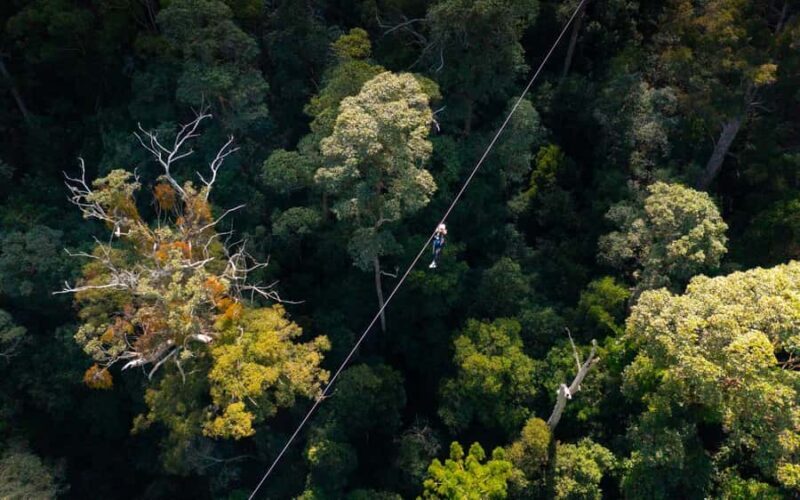 Gold Coast: Tamborine Mountain Canyon Flyer Zipline Tour - Authentic Insights from Reviews