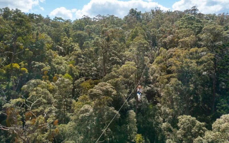 Gold Coast: Tamborine Mountain Canyon Flyer Zipline Tour - Final Thoughts