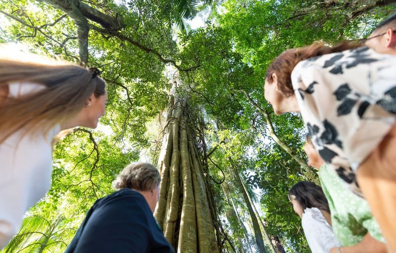 Gold Coast Tamborine National Park Half-Day Tour - Should you book it?