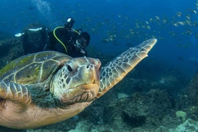 Gold Coast Try-Scuba Experience at Cook Island Aquatic Reserve - Scuba Diving Highlights