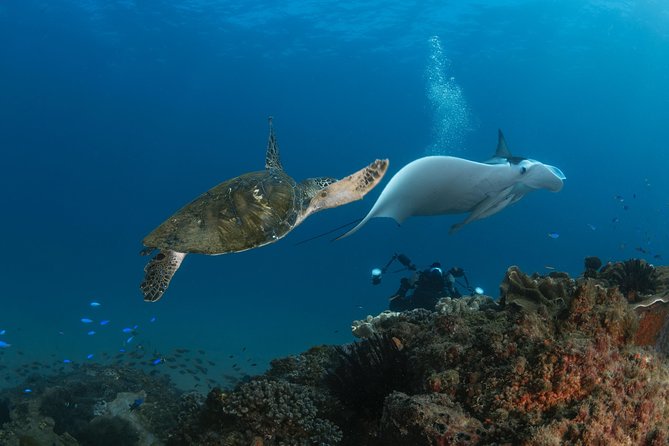 Gold Coast Try-Scuba Experience at Cook Island Aquatic Reserve - Pickup and Transportation Details