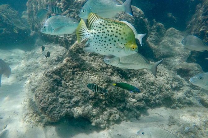 Gold Coast Try-Scuba Experience at Wave Break Island - Important Information for Participants