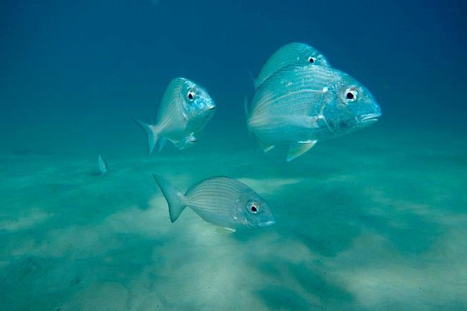 Gold Coast Try-Scuba Experience at Wave Break Island - Common Questions