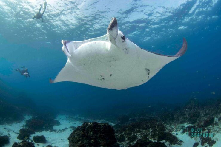 Gold Coast: Turtle Tour Snorkel - Experience Highlights