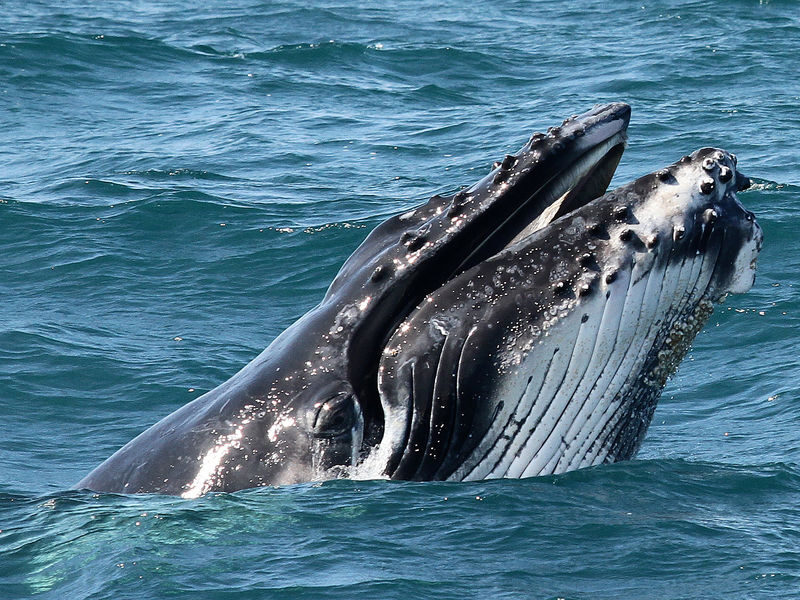 Gold Coast Whale Escape - Luxury Whale Watching Cruise - At a glance