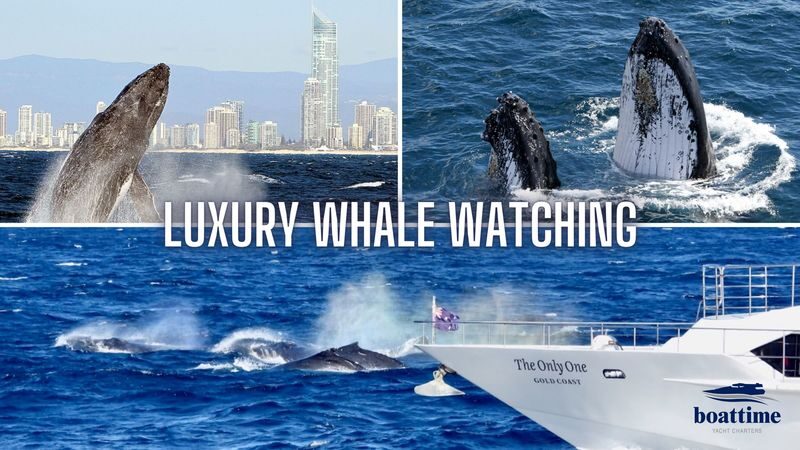 Gold Coast Whale Escape - Luxury Whale Watching Cruise - The whale search begins off Main Beach
