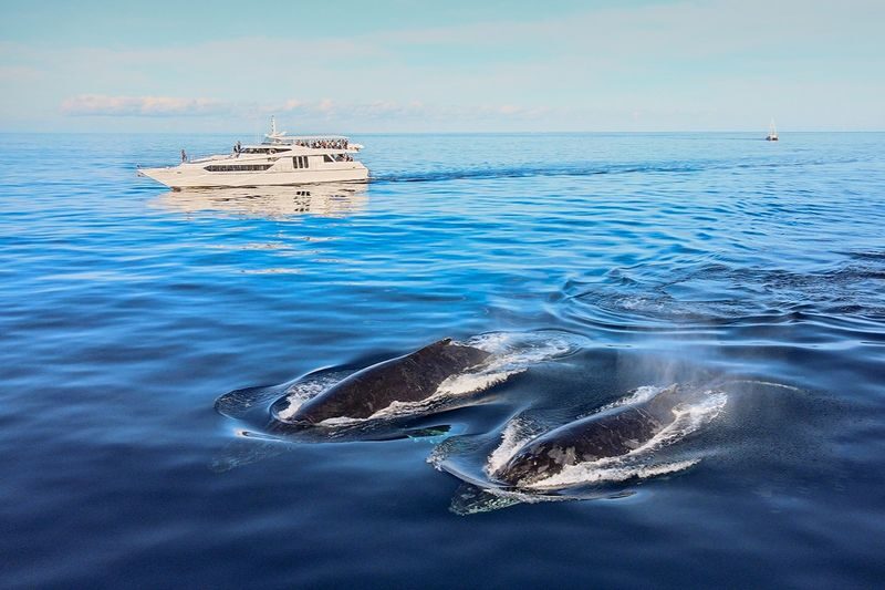 Gold Coast Whale Escape - Luxury Whale Watching Cruise - What the commentary adds