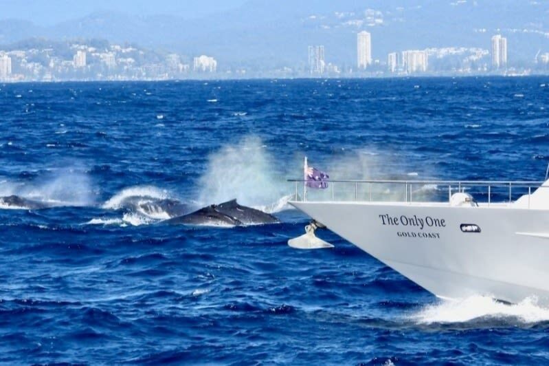 Gold Coast Whale Escape - Luxury Whale Watching Cruise - A warm drink before the first sighting