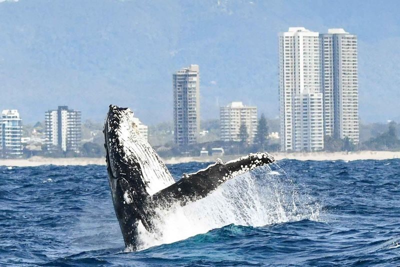 Gold Coast Whale Escape - Luxury Whale Watching Cruise - Is the price worth it?