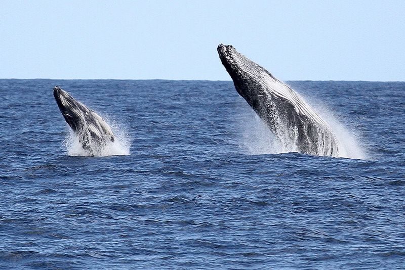Gold Coast Whale Escape - Luxury Whale Watching Cruise - Getting to the right jetty