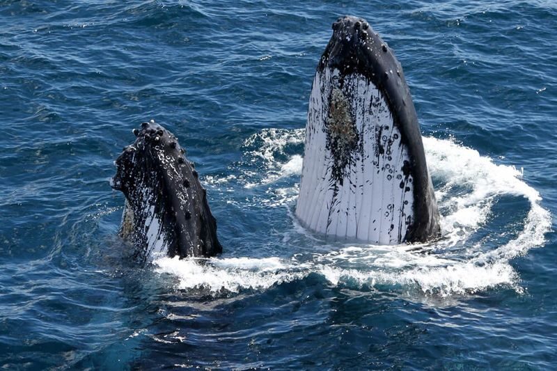 Gold Coast Whale Escape - Luxury Whale Watching Cruise - Who will enjoy this cruise most?