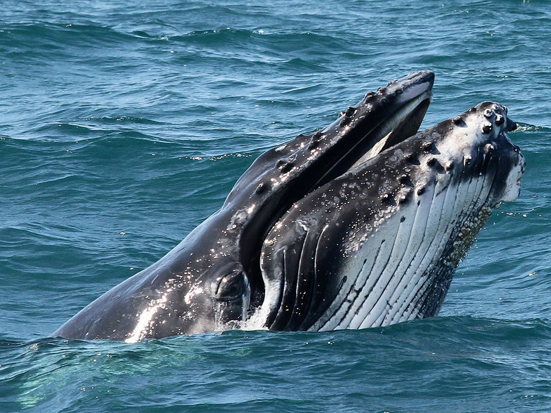 Gold Coast Whale Escape - Luxury Whale Watching Cruise - Should you book it?