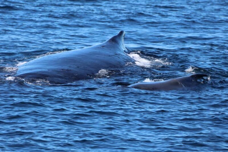 Gold Coast Whale Experience - Good To Know