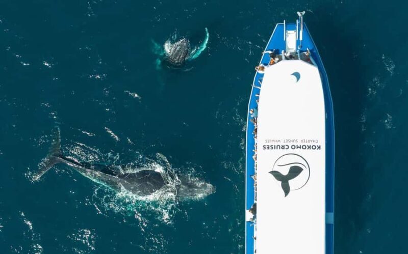 Gold Coast Whale Experience - The Experience: A Detailed Look