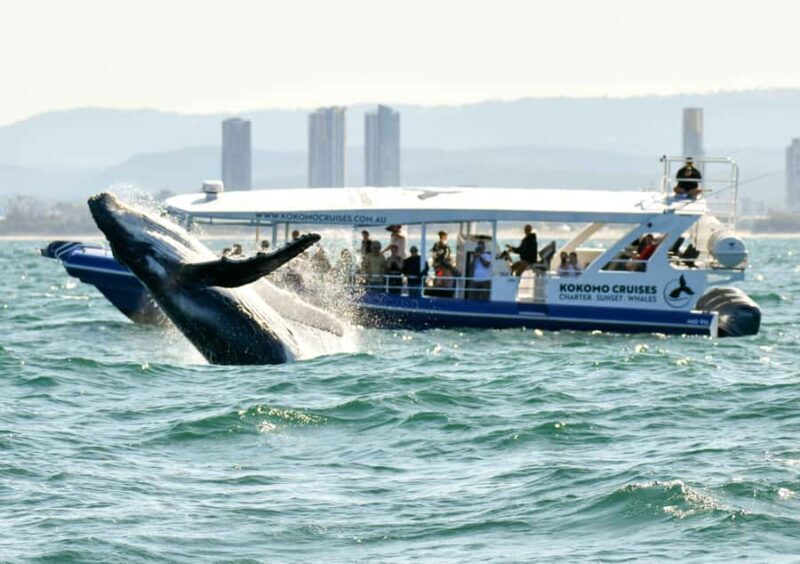 Gold Coast Whale Experience - What Reviewers Love Most