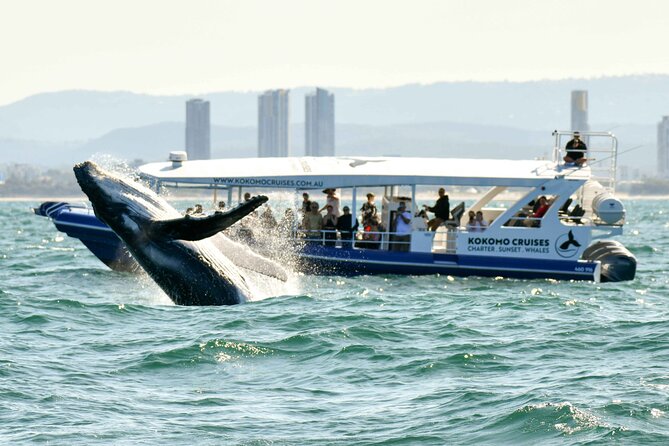 Gold Coast Whale Watching Cruise - Meeting Point and Departure Details