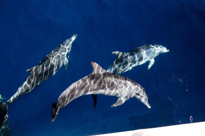 Gold Coast: Whale Watching Cruise & Sea World Entry - Gold Coast: Whale Watching Cruise & Sea World Entry – A Practical Review