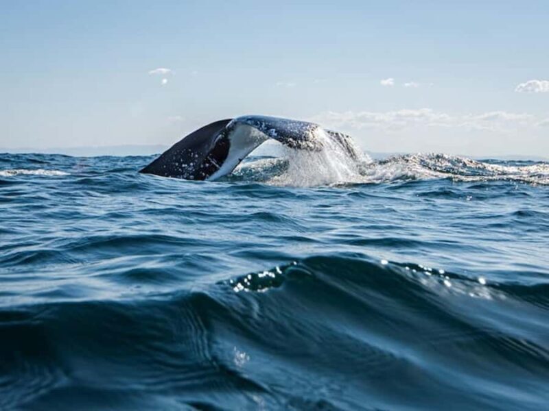 Gold Coast: Whale Watching - Frequently Asked Questions (FAQs)