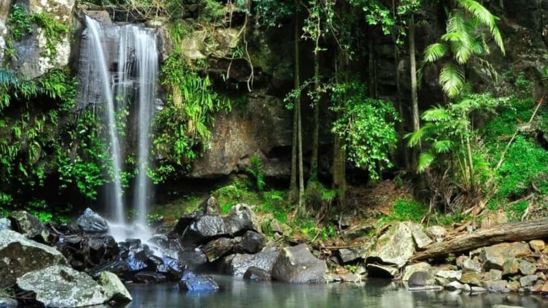 Gold Coast: Wine, Distillery & Rainforest Day Tour - Good To Know