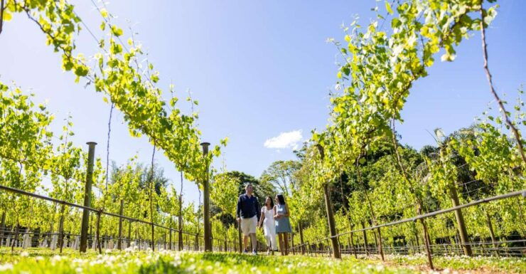 Gold Coast: Winery Tour With Tastings and 2-Course Lunch - Booking Information