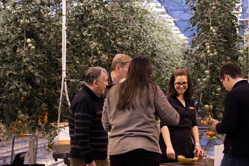 Golden Circle and Fridheimar Farm Tour from Reykjavik - Fridheimar: tomatoes, horses and a warm break