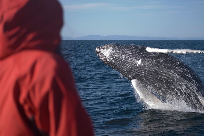 Golden Circle and Whale Watching in Reykjavik - Common Questions