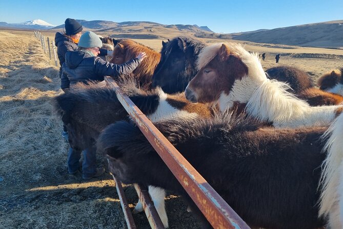 Golden Circle Experience - Private Eco Tour - Local Cuisine and Refreshments