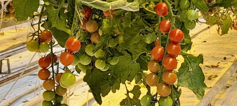 Golden Circle Private Tour with a Local - Good To Know