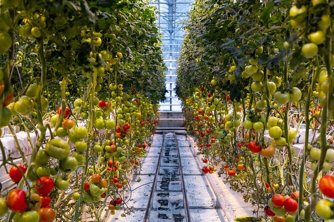 Golden Circle Tour Including Sky Lagoon and Tomato Farm Lunch - Common Questions