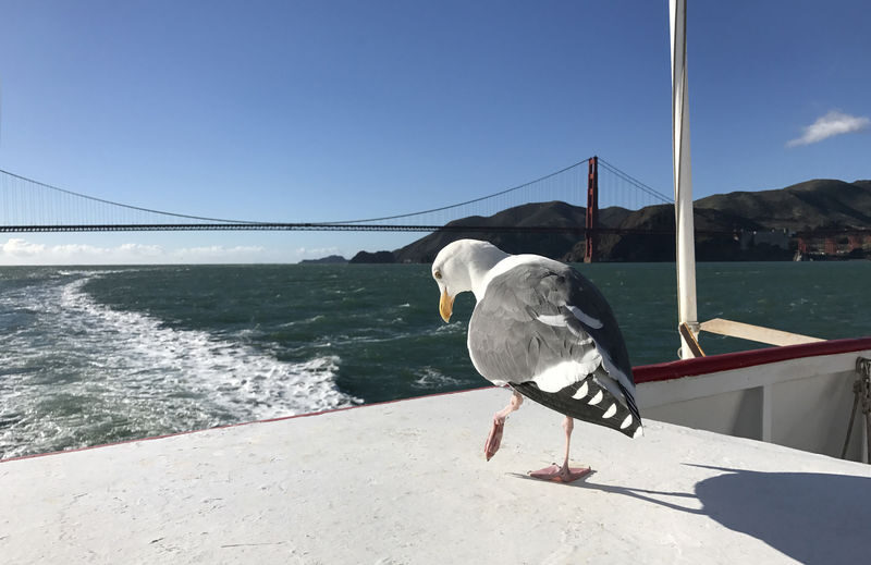 Golden Gate Bay Cruise in San Francisco - Where to sit, and what to wear