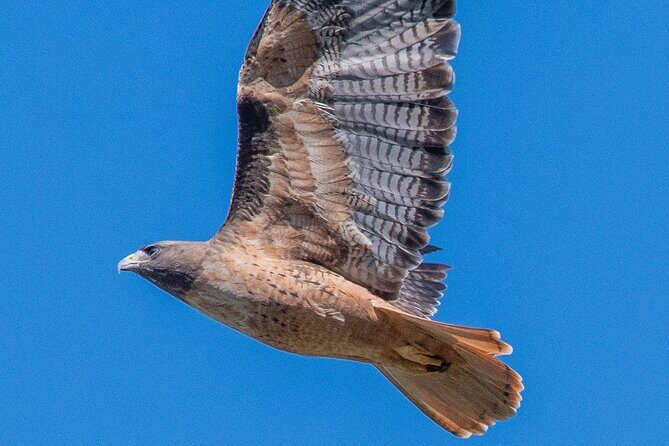 Golden Gate Park Wildlife Walking Tour - Good To Know