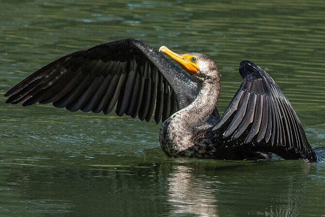 Golden Gate Park Wildlife Walking Tour - Frequently Asked Questions
