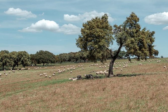Golden Plains: Évora and Almendres Cromlech Shared Tour - Additional Information