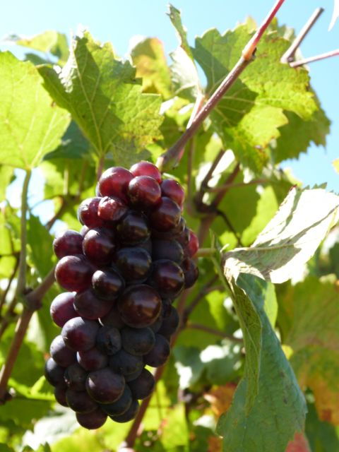 Golden Stones Beaujolais Wine Tasting Trip From Lyon - The Sum Up