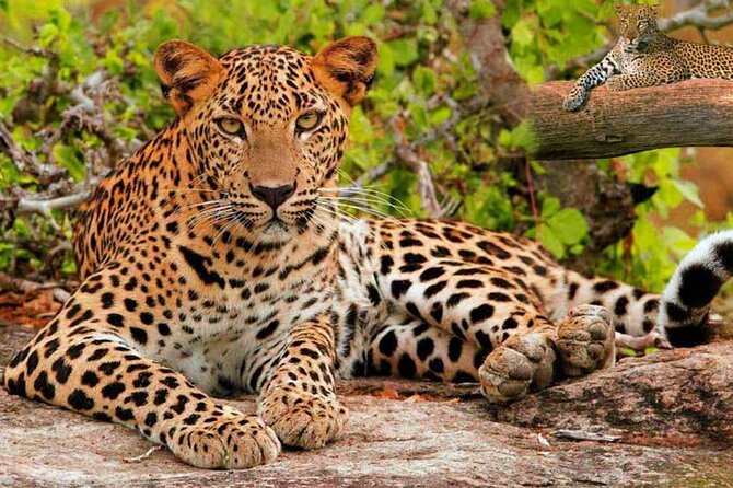 Golden Triangle Tour With Leopard Safari (Taj Mahal at Sunrise) - Booking Process