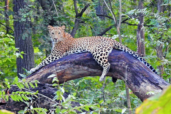 Golden Triangle Tour With Leopard Safari (Taj Mahal at Sunrise) - Customer Reviews