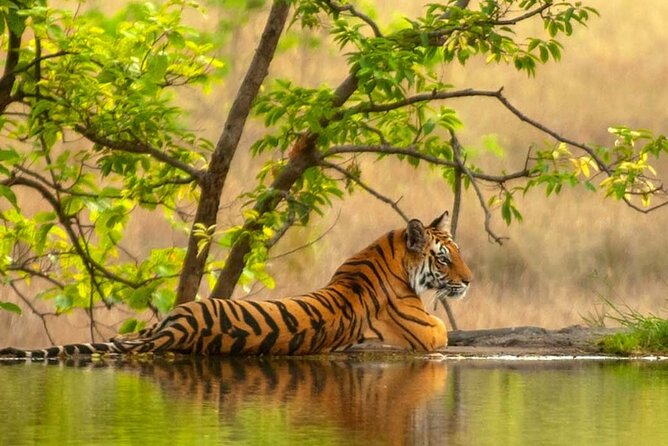 Golden Triangle Tour With Ranthambore - Tour Itinerary