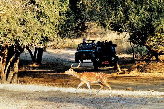 Golden Triangle Tour With Ranthambore by AC Car From Delhi - Price and Reviews