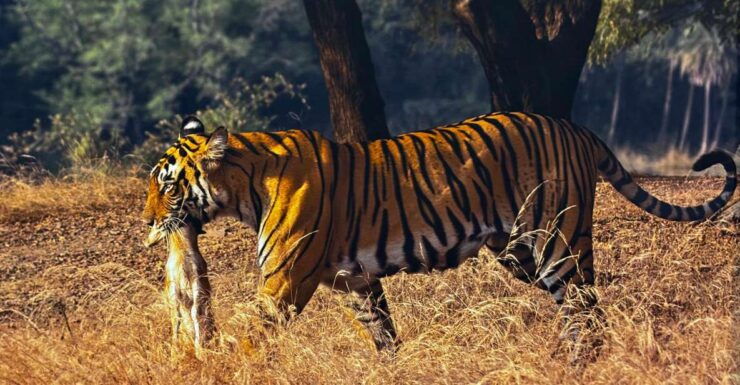 Golden Triangle Tour With Ranthambore by Car 6 Nights 7 Days - Good To Know