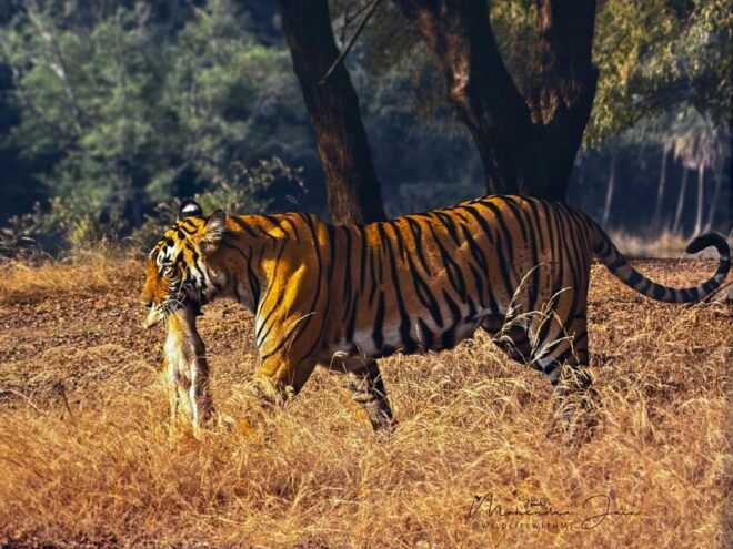Golden Triangle Tour With Ranthambore by Car 6 Nights 7 Days - Transportation Details