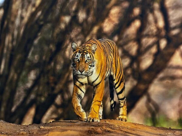 Golden Triangle Tour With Ranthambore by Car 6 Nights 7 Days - Frequently Asked Questions
