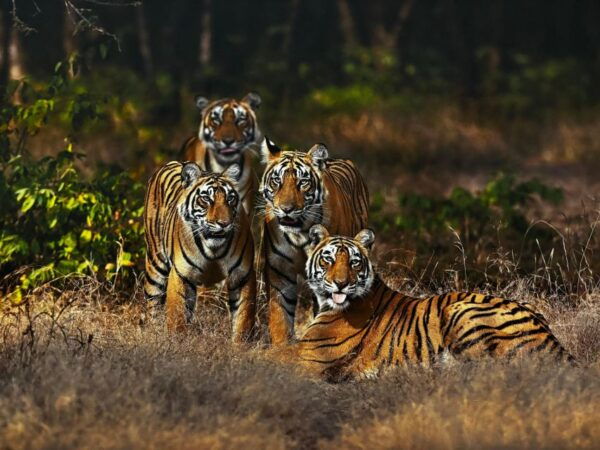 Golden Triangle Tour With Ranthambore by Car 6 Nights 7 Days - The Sum Up